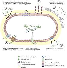 By the end of it, blake is so done with it that he doesn't even think about. Frontiers Resistance Mechanisms To Antimicrobial Peptides In Gram Positive Bacteria Microbiology