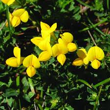 Image result for Lotus corniculatus
