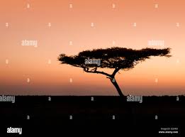 Image result for Acacia abyssinica