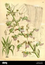 Image result for Eulophia flavopurpurea