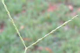 Image result for Digitaria brazzae