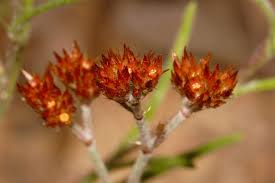 Image result for Polycarpaea corymbosa