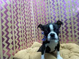 At normandy boston terriers we breed standard and colored boston's. Boston Terrier Puppies Petland San Antonio