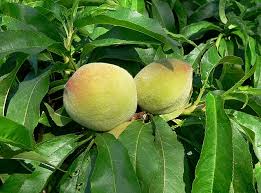 Image result for Prunus persica