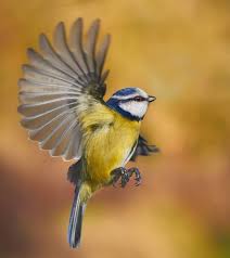 Uk Birds With Yellow Feathers Pin On Other Tattoo Ideas
