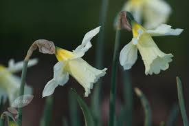 Buy Trumpet Daffodil Bulbs Narcissus W P Milner 3 49 Delivery By Crocus Daffodil Bulbs Narcissus Daffodils