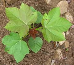 Image result for Jatropha scaposa