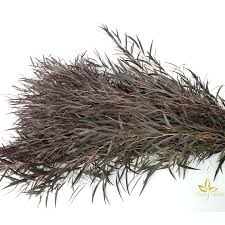 Image result for Agonis