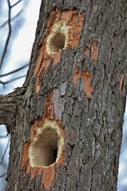 This is why they live in mature forests across the northern half of idaho. Zygodactyl Feet Who Me Nature Is My Therapy