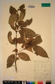 Image result for Psydrax parviflora