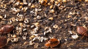 Image result for bed bugs droppings