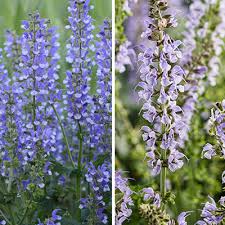These are our favorite perennial flowers to plant in fall (or early spring) for blooms year after year. Top 10 Blue Perennials For Dreamy Gardens Proven Winners