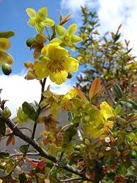 Image result for Ochna ovata