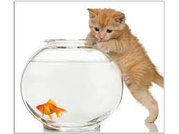 Animals you can download free the animals, cat, goldfish, fishbowls wallpaper hd deskop background which you see above with high resolution freely. Hd Cat And Fish Wallpapers Peakpx