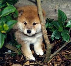 Limited akc shiba inu puppies available to loving homes in hawaii. National Shiba Club Of America