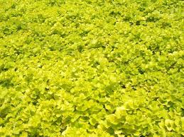 Image result for Lysimachia