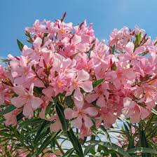 Image result for Nerium oleander