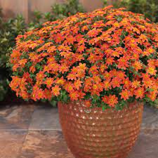 Check spelling or type a new query. 15 Orange Flowers For Your Garden Proven Winners
