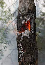 Dumping it in landfills take up space and releases methane, a. Fire Burning Burning For Conservation High Stump Ash Smoke Sweden Batfors Tree Trunk Trunk Pxfuel