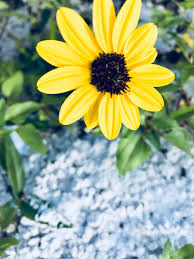 All flower background photos are available in jpg, ai, eps, psd and cdr format. 70 000 Best Yellow Flower Photos 100 Free Download Pexels Stock Photos