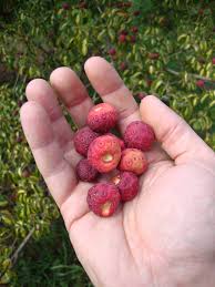 Fruits start out yellow and gradually change to red as they mature. Chinese Strawberry Tree Fruit Cornus Kousa Goose2222 Flickr