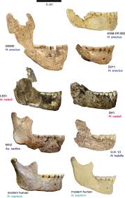 Erectus than to australopithecines, such as lucy. Aufgabe Abitur Homo Naledi Ecco Homo Naledi Una Nuova Specie Del Genere Umano Wired Homo Naledi And The Rapidly Evolving Story Of Human Origins By Dr