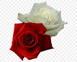White flowers tinged with red. Garden Roses White Rose Of York Red Damask Rose Png 650x664px Garden Roses Cut Flowers Damask