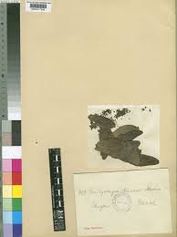 Image result for Brachystegia utilis × microphylla