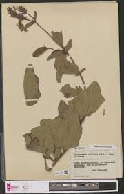 Image result for Clappertonia polyandra