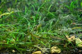 Image result for Ranalisma