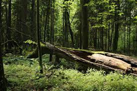 Denn das insekt gehört dort zum ökosystem. Bialowieza Urwald Wikipedia