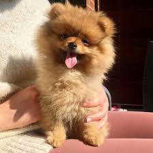 Teacup pomeranian puppies for sale. Pomeranian Puppies For Sale Near Me Pomeranian Puppies For Adoption Near Me