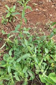 Image result for Leucas