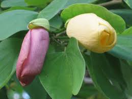 Image result for Bauhinia tomentosa