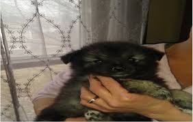 Placing puppies in pa, nj, ny, md, de and dc since 1973! Pawbe Com Pawbepuppy Twitter