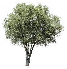 Pin On Cutout Trees