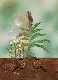 Image result for Striga