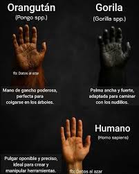 Manos y dedos de un chimpancé y un ser humano.