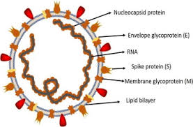 De volgende artikelen zijn samengevoegd in scholar. Covid 19 Infection Emergence Transmission And Characteristics Of Human Coronaviruses Sciencedirect