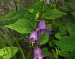 Image result for Ipomoea tenuipes