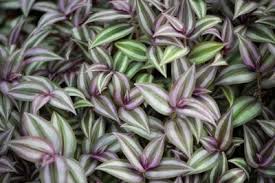 Check spelling or type a new query. Wandering Jew Plant Care Best Practices Van Wingerden Home Garden Center
