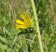 Compass Plant Growth and Habitat in Native Prairie Plantings