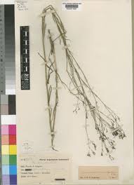 Image result for Amphiasma