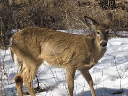 How To Identify White Tailed Deer Tracks And Signs