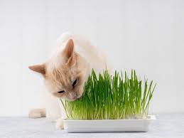 Plants are kind of like a cat's veggies. Why Do Cats Eat Grass Top Reasons For A Cat Eating Grass Tractive Blog