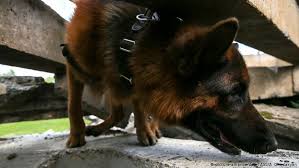 Teuteul // wikimedia commons salish wool dog 10 Dog Breeds That Originated In Germany Meet The Germans Dw 21 03 2018