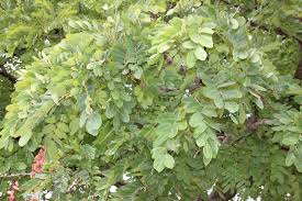 Image result for Pseudospondias