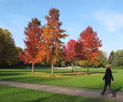 Liquidambar Garden Pictures Beautiful Gardens Home Landscaping