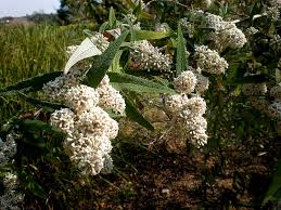 Image result for Buddleja saligna