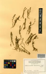 Image result for Inversodicraea